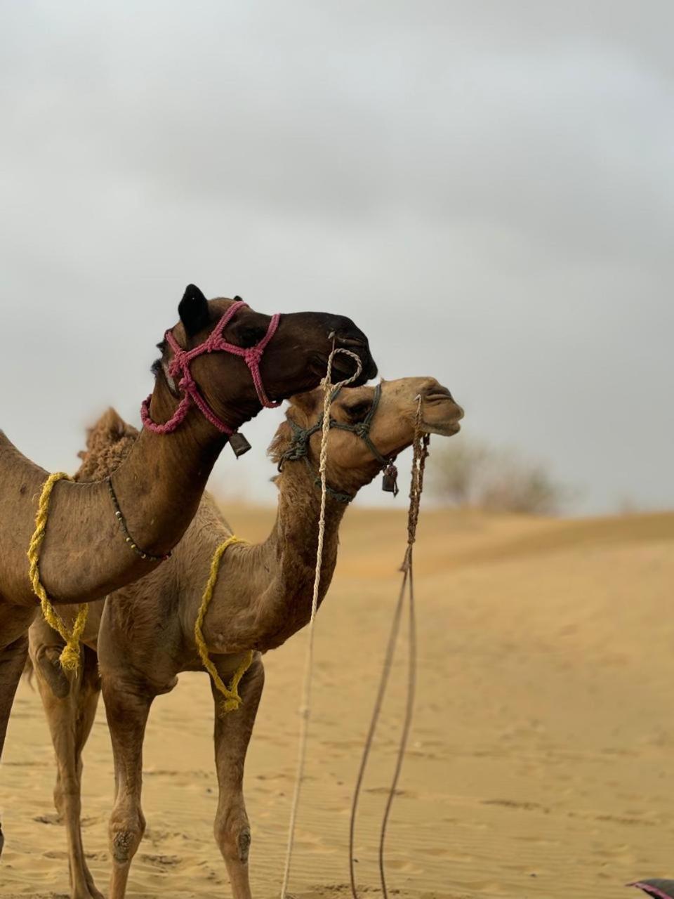 Thar View Hotel Jaisalmer Zewnętrze zdjęcie